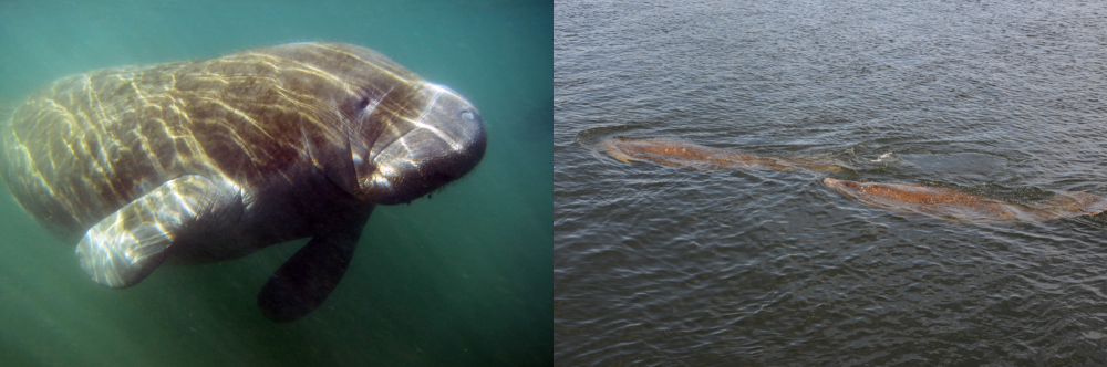 Florida manatee in the clear spring-fed waters of Crystal River
