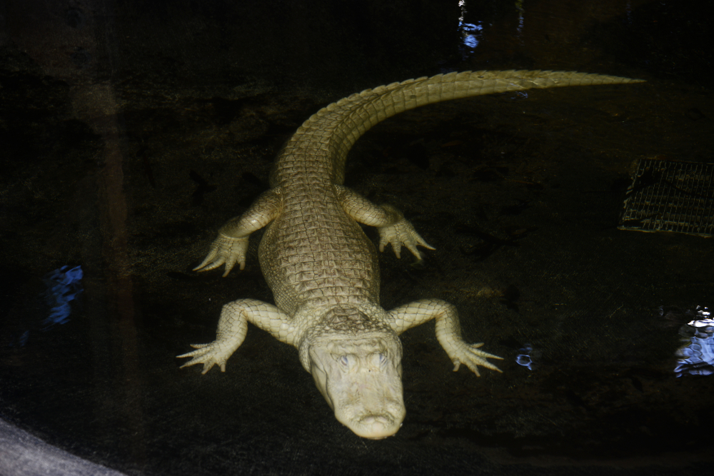 Albino alligator at the St. Augustine Alligator Farm