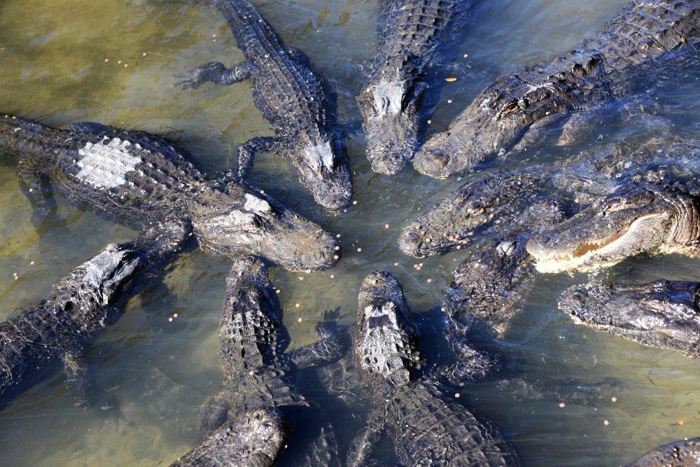 American alligators at the St. Augustine Alligator Farm