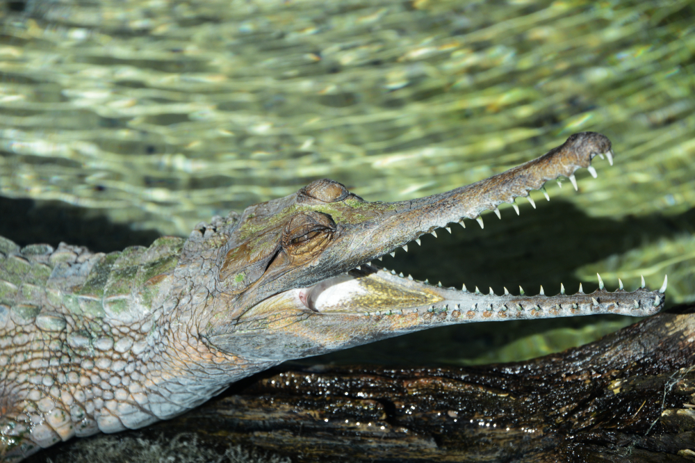 Caiman at the St. Augustine Alligator Farm