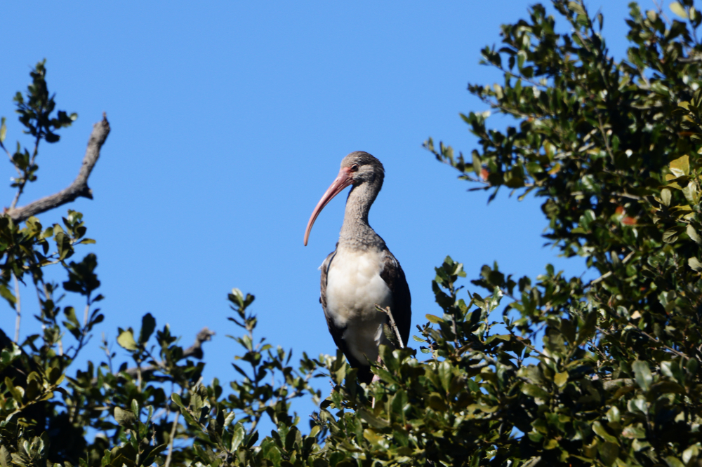 Large bird at the St. Augustine Alligator Farm