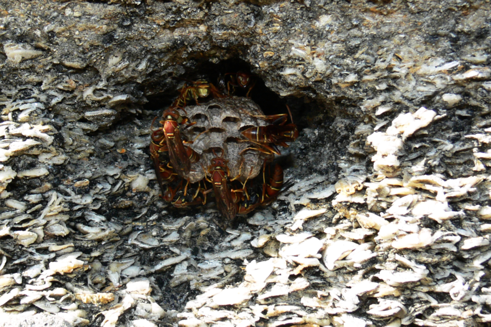Wasps nesting at Castillo de San Marcos