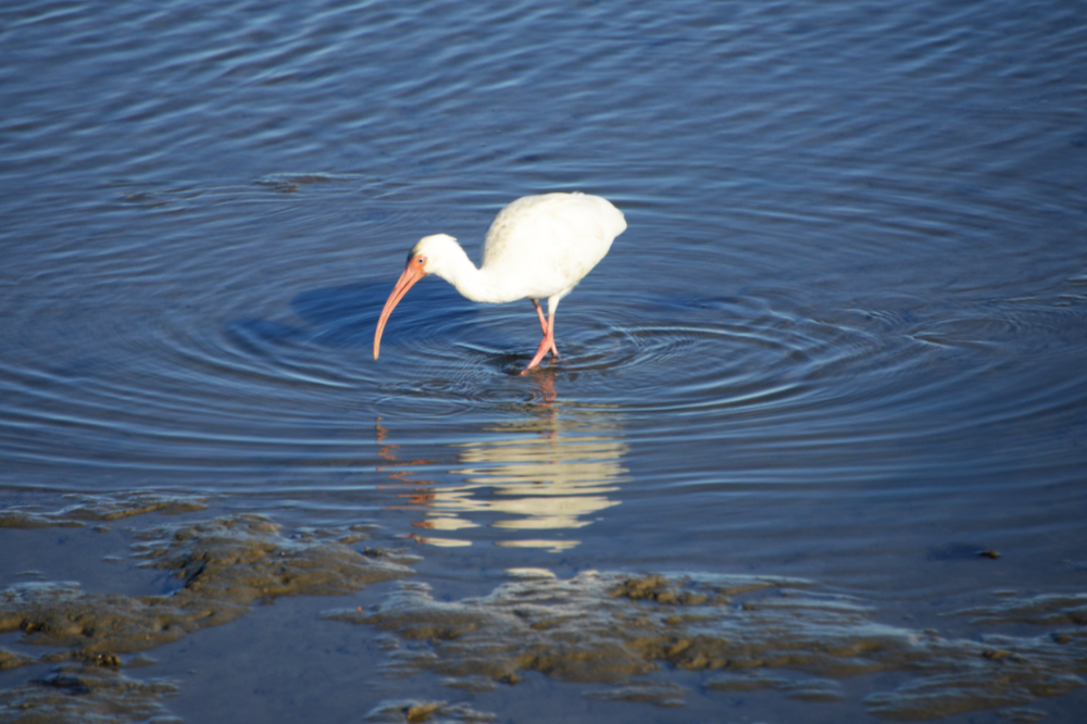 Large bird near the waterways of St. Augustine