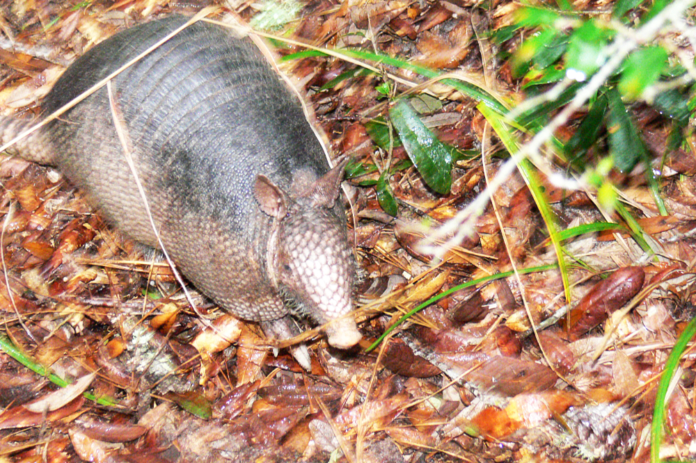 Nine-Banded Armadillo on Cumberland Island Nine-banded armadillo searching for food on Cumberland Island Georgia