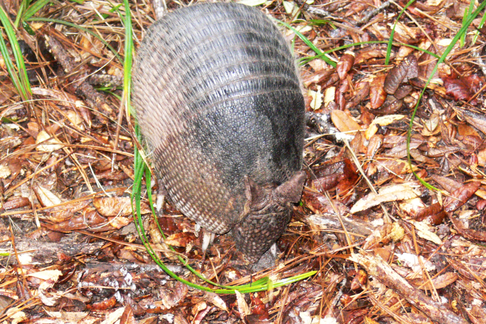 Armadillo Exploring Cumberland Island Close view of a nine-banded armadillo roaming on Cumberland Island