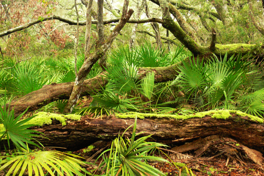 Ferns in Cumberland Island Forest Thick green ferns growing beneath the maritime forest canopy on Cumberland Island