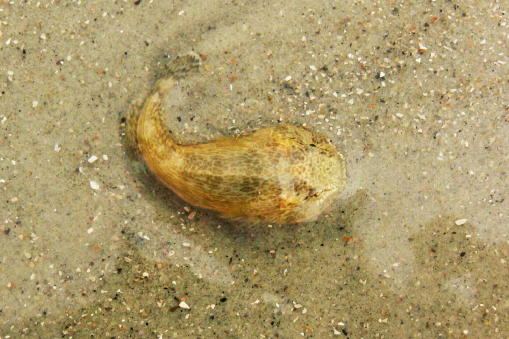Fish Found on Cumberland Island Beach Small fish found washed ashore on Cumberland Island Georgia