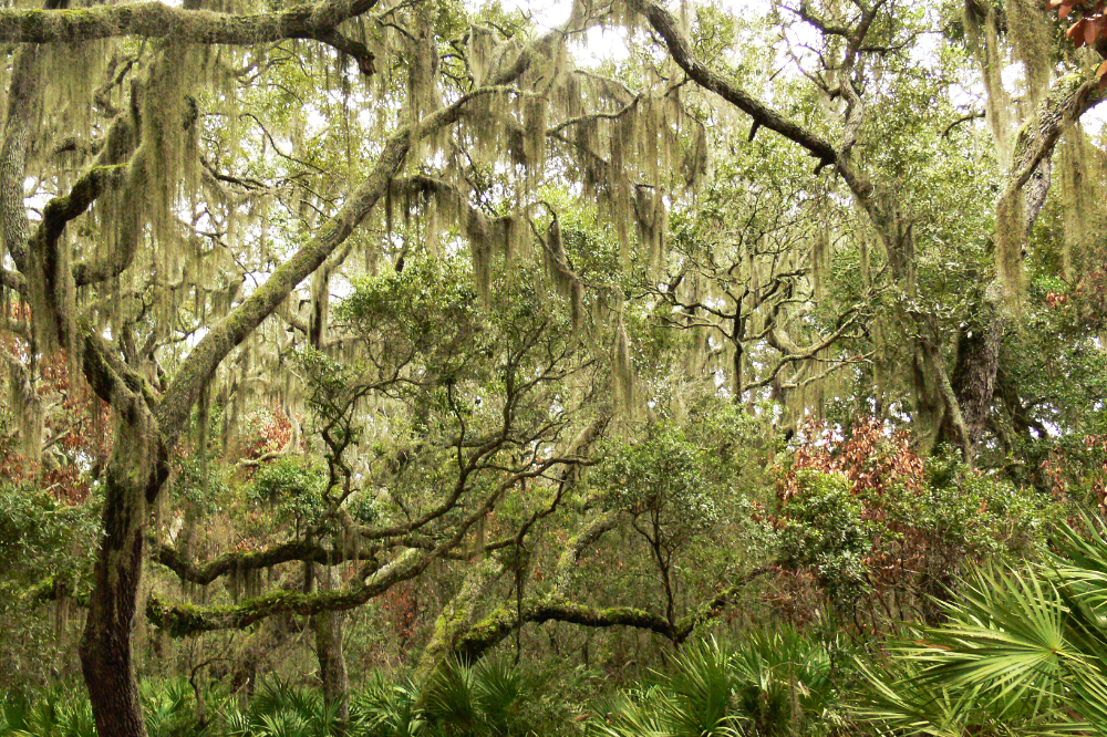 Maritime Forest on Cumberland Island Dense maritime forest with moss-covered trees on Cumberland Island Georgia