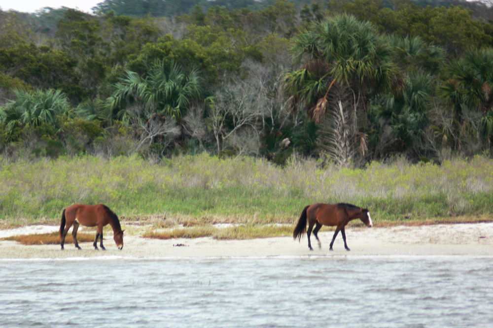 Feral Horses on Cumberland Island Two feral horses roaming freely on Cumberland Island Georgia