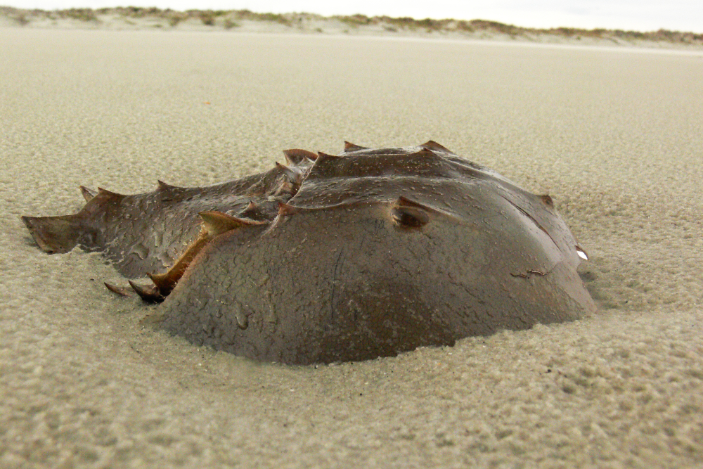 Horseshoe Crab Shell on Cumberland Island Horseshoe crab shell discovered along the beach on Cumberland Island Georgia