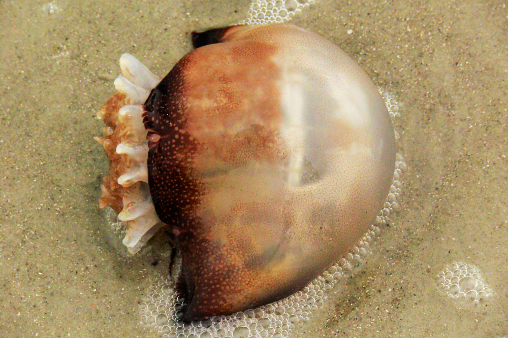 Cannonball Jellyfish on Cumberland Island Large cannonball jellyfish washed ashore on Cumberland Island Georgia