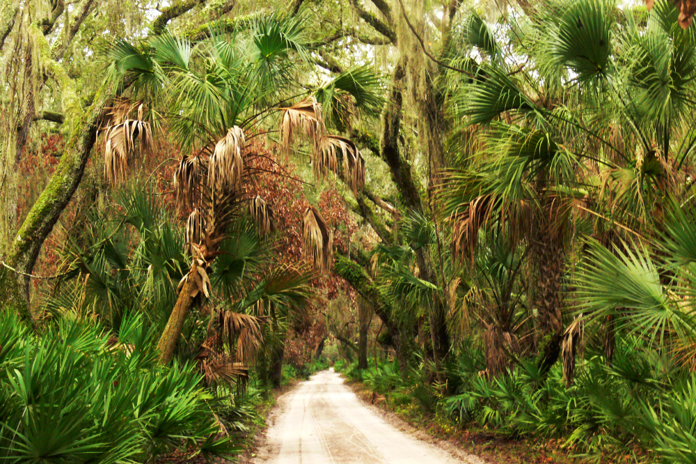 Forest Road on Cumberland Island Unpaved road winding through subtropical maritime forest on Cumberland Island Georgia