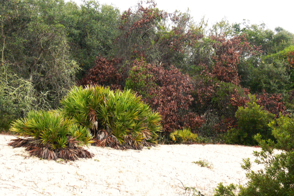 Cumberland Island Dunes and Woodland Sandy coastal dunes transitioning into woodland on Cumberland Island Georgia