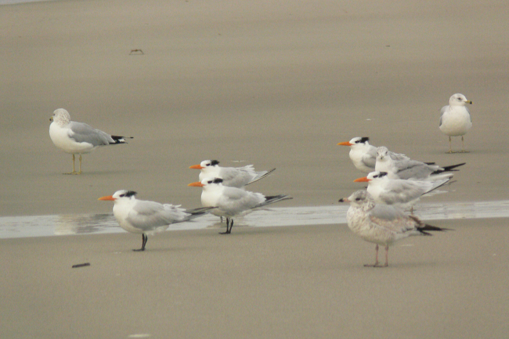 Gulls on Cumberland Island Beach Group of gulls resting on a sandy beach on Cumberland Island