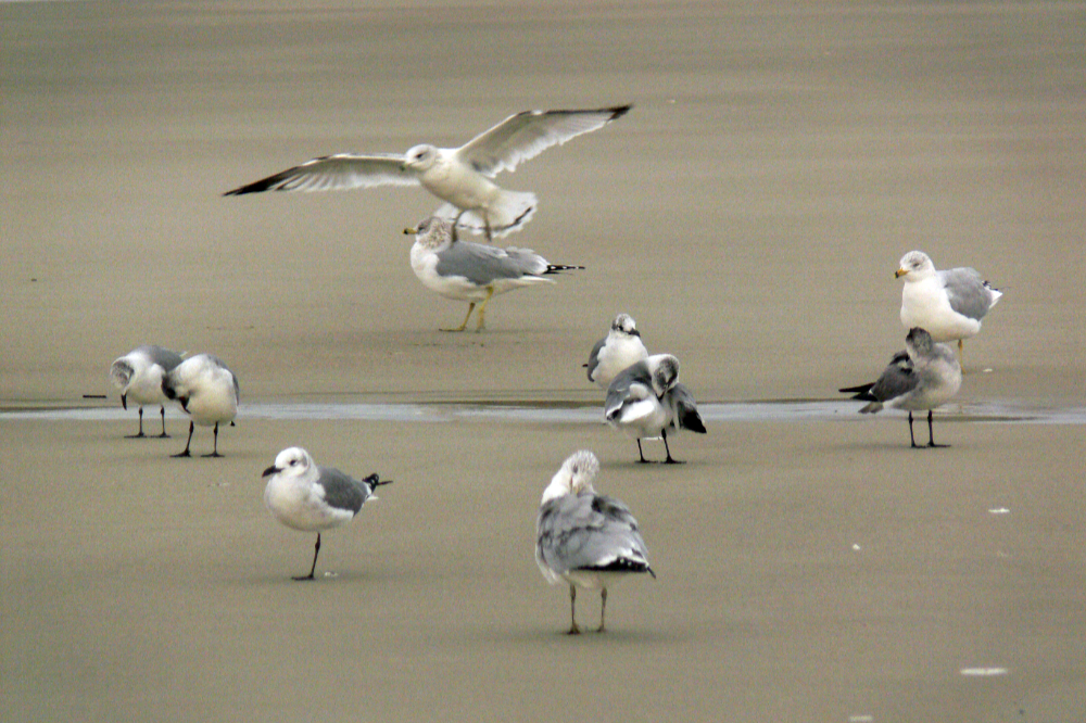 Shorebirds on Cumberland Island Gulls gathered along the remote sandy shoreline of Cumberland Island Georgia
