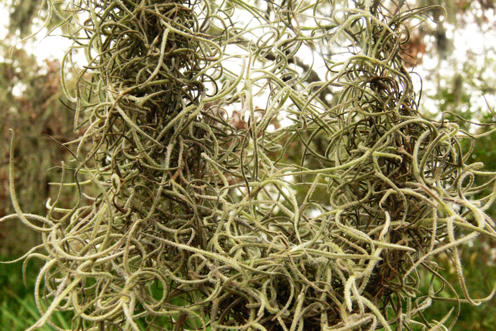 Spanish Moss on Cumberland Island Spanish moss hanging from tree branches in the Cumberland Island maritime forest
