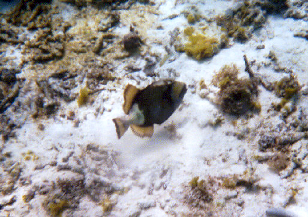 Brown triggerfish swimming among the coral reefs of Guam
