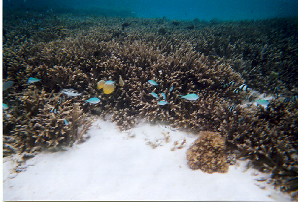 Coral reef and tropical marine habitat in Guam