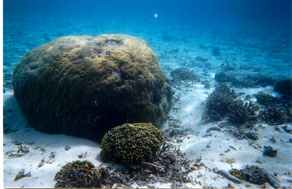 Additional coral formations photographed underwater in Guam