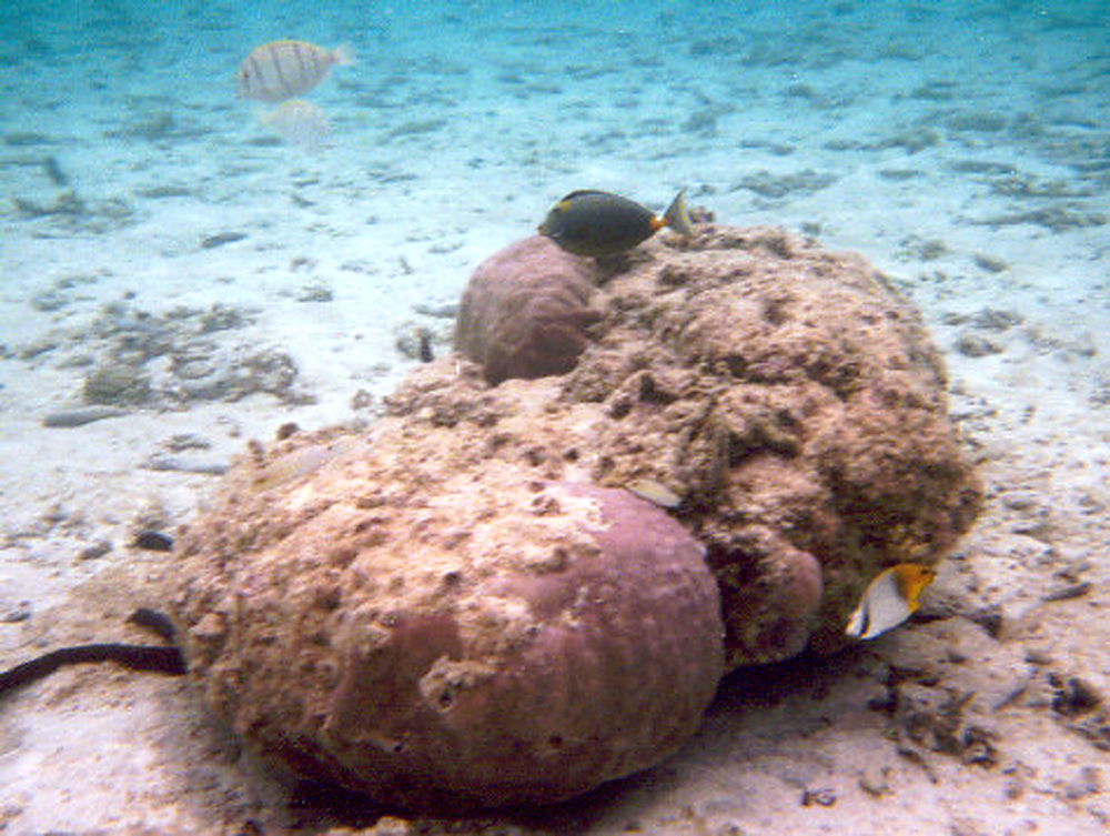 Underwater coral reef photographed while snorkeling in Guam