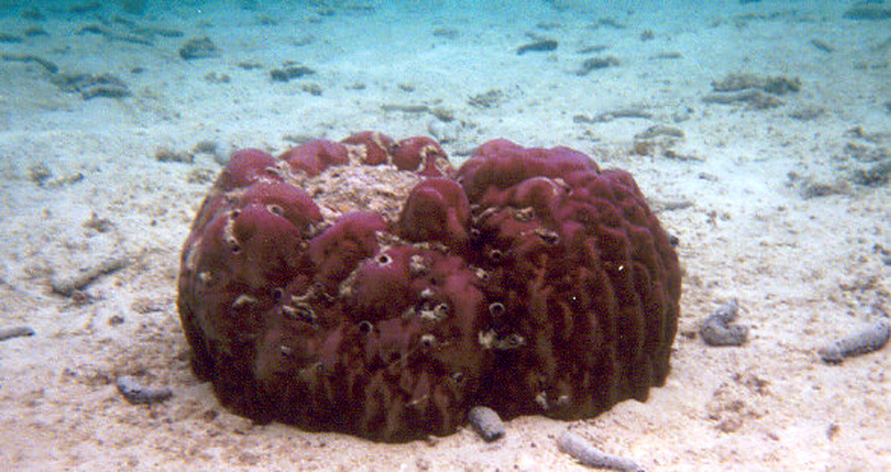 Close-up of coral formations beneath the water in Guam