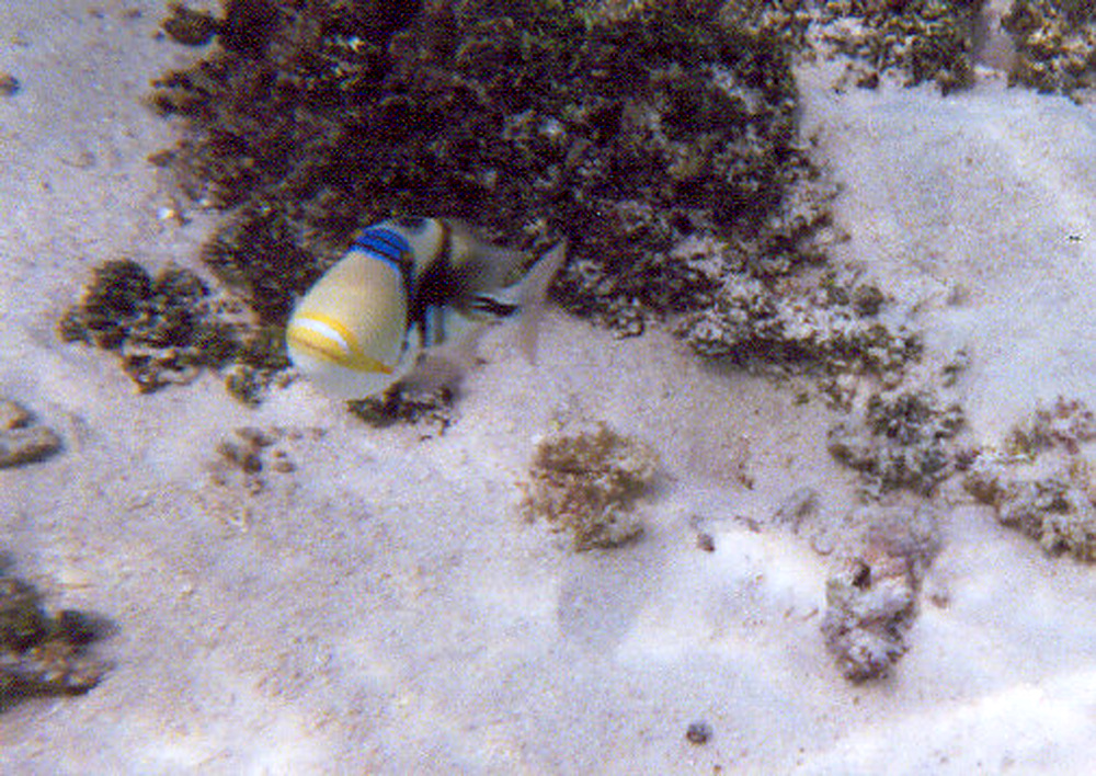 Colorful parrotfish swimming around a coral reef in Guam