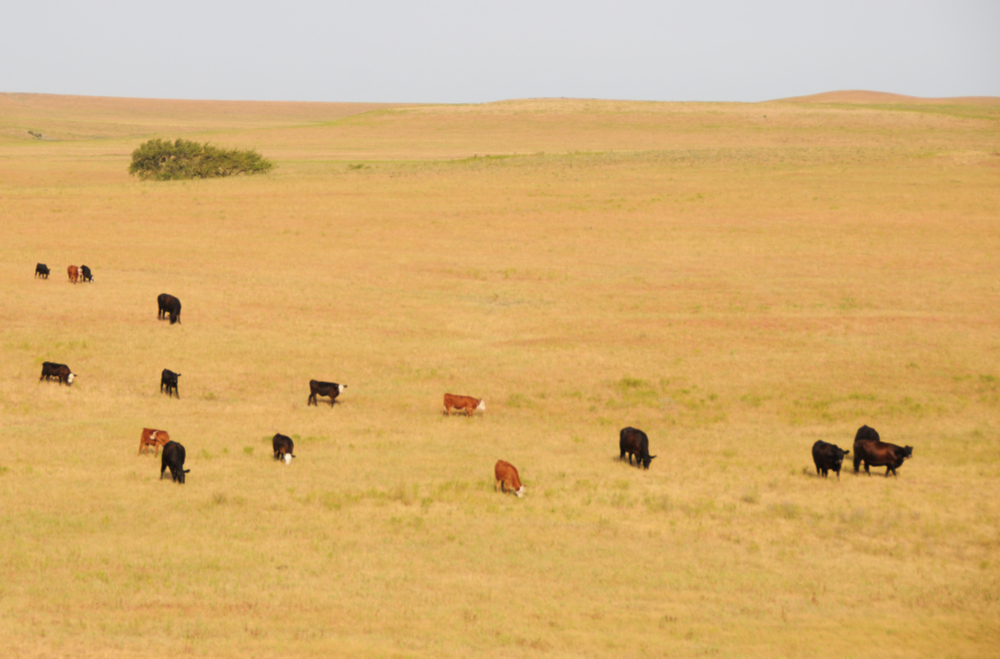 Cattle in Kansas