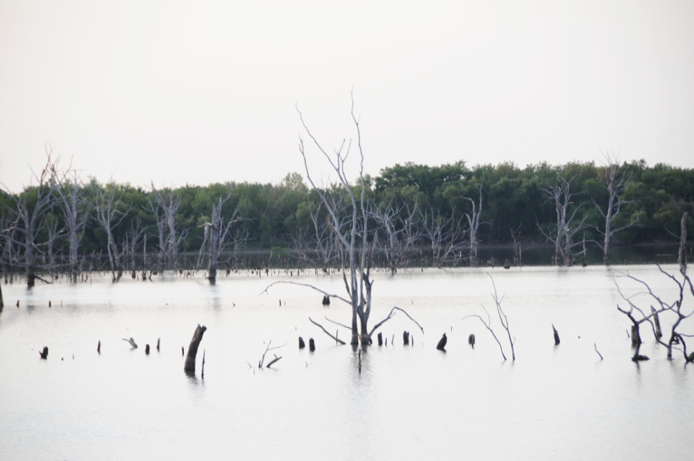 Kansas Lake and Tree