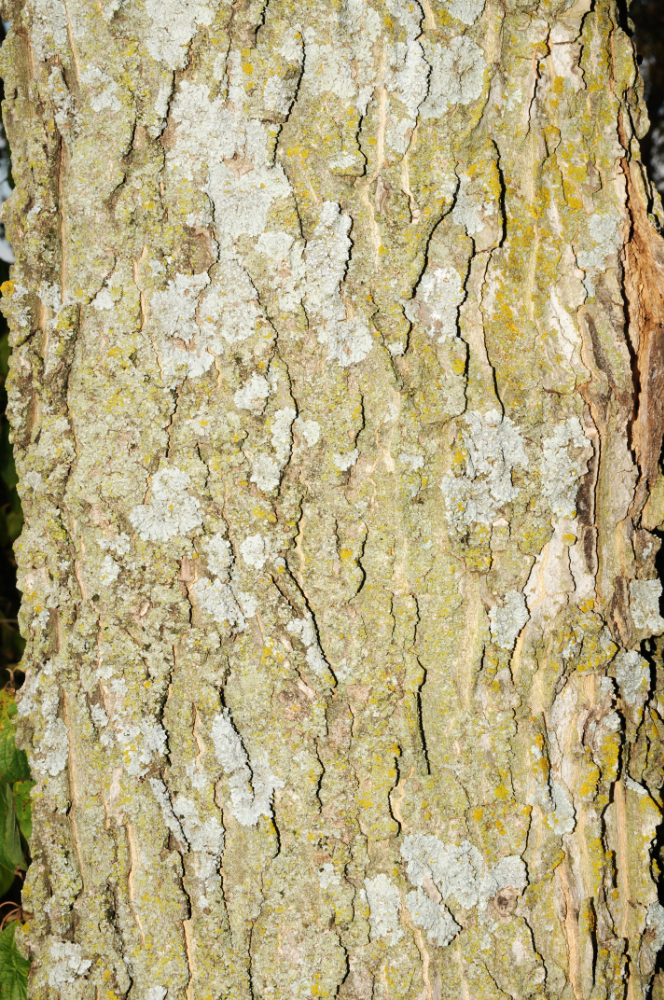 Colorful Tree Bark in Kansas
