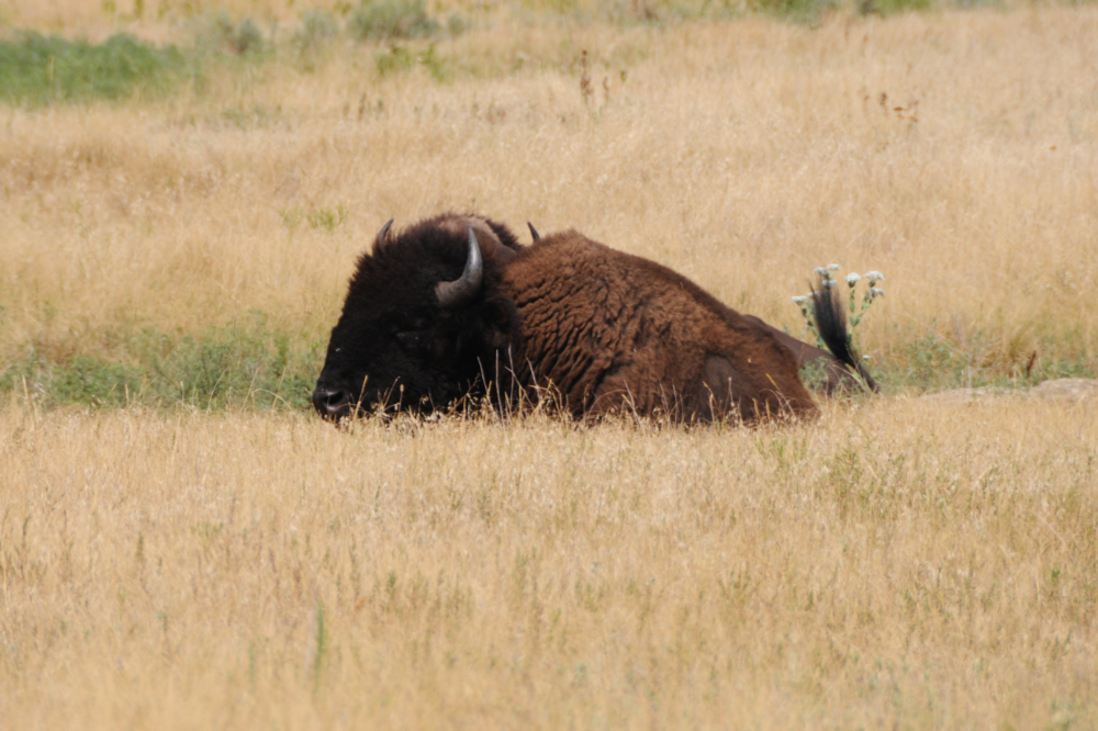 Wild Bison at Tallgrass Prairie