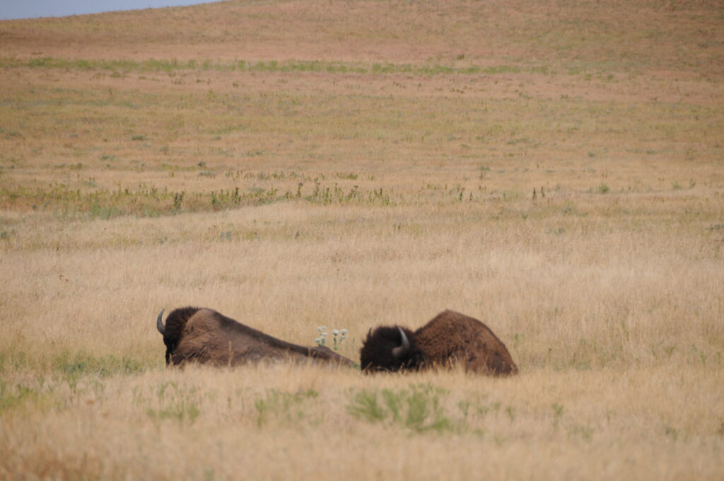 Bison at Tallgrass Prairie Kansas