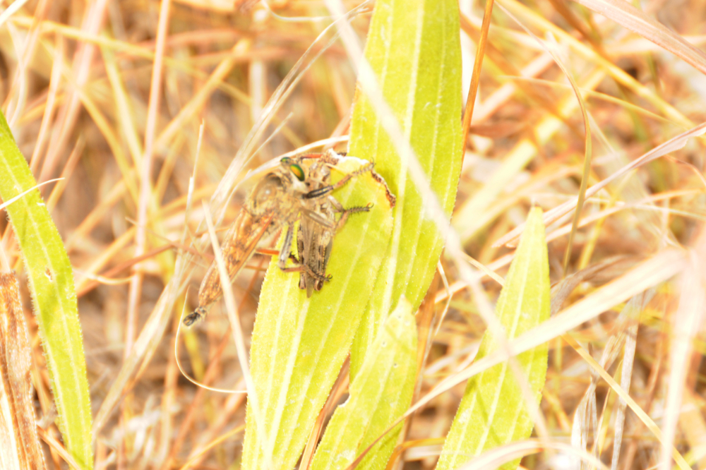 Dragonfly Eating a Grasshopper