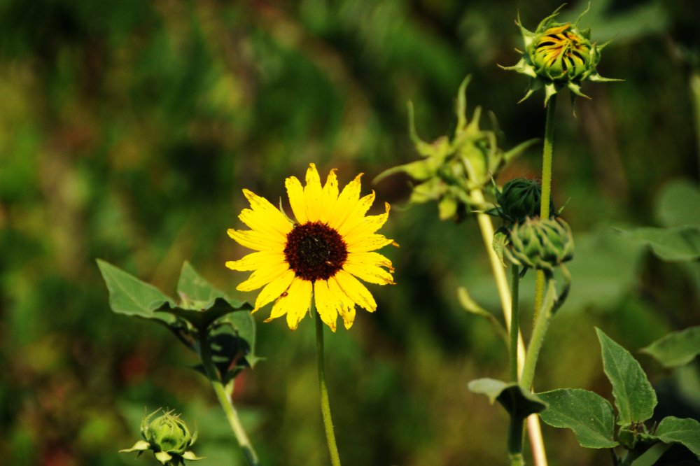 Wildflower at Tallgrass Prairie