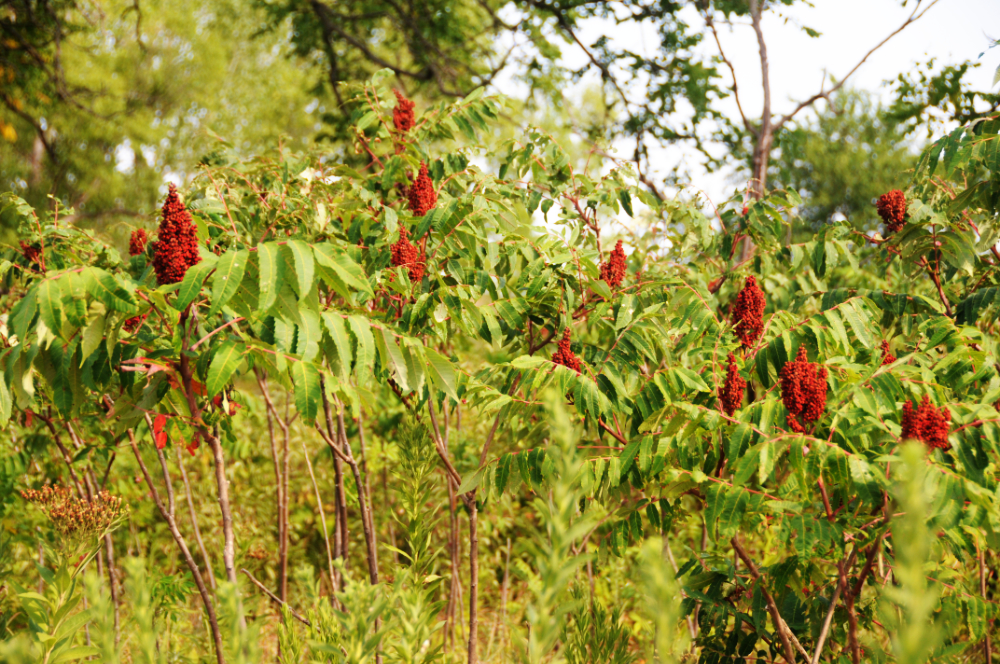 Plants at Tallgrass Prairie