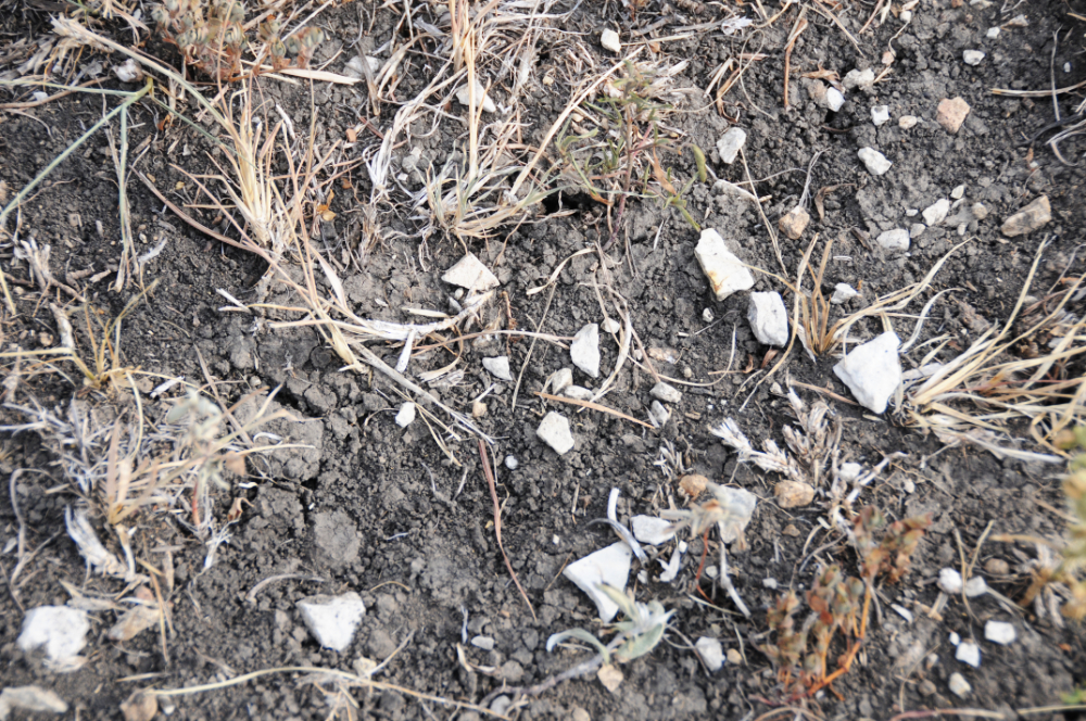 Rich Prairie Soil in Kansas