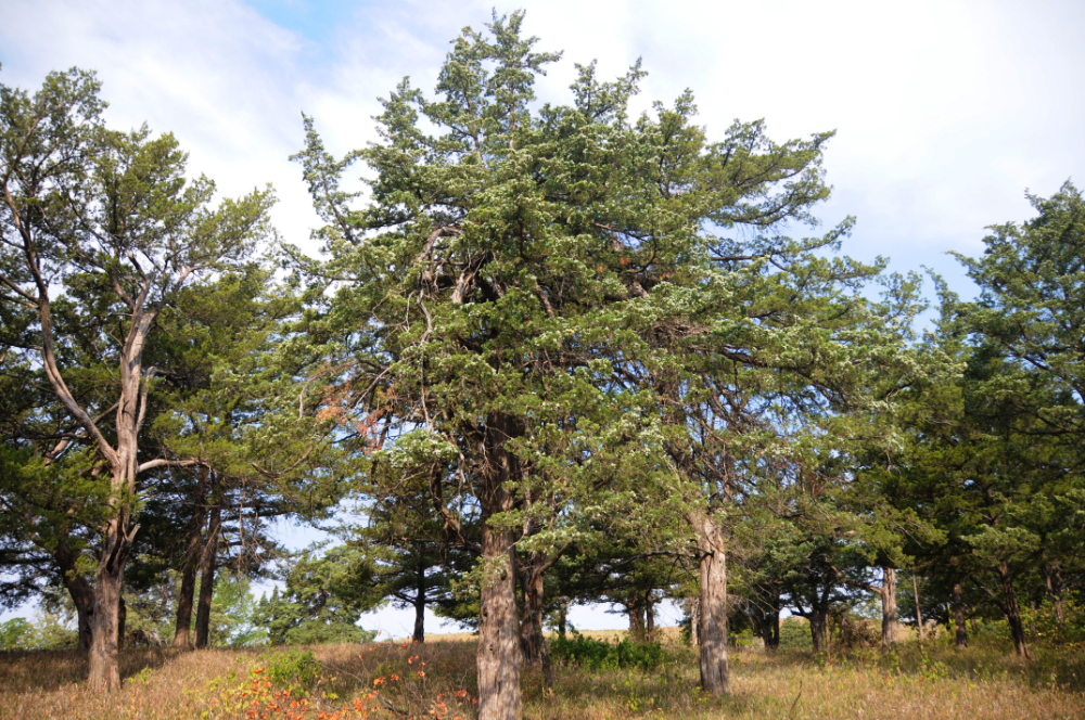 Trees at Tallgrass Prairie National Preserve