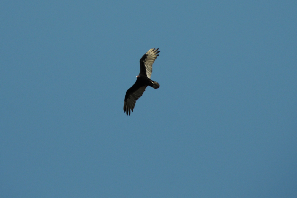Turkey Vulture at Tallgrass Prairie