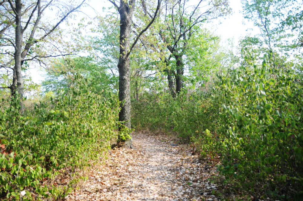 Wooded Area at Tallgrass Prairie