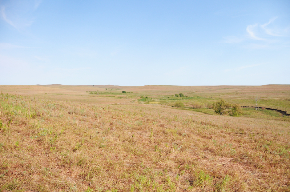 Tallgrass Prairie in Kansas