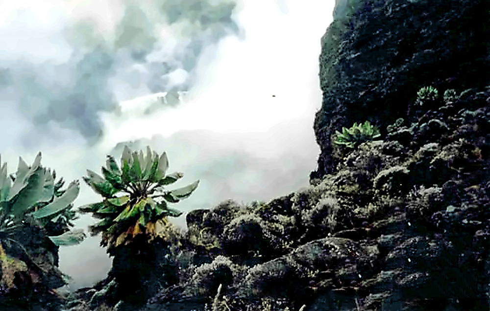 Kilimanjaro Plants Plants growing on Mount Kilimanjaro