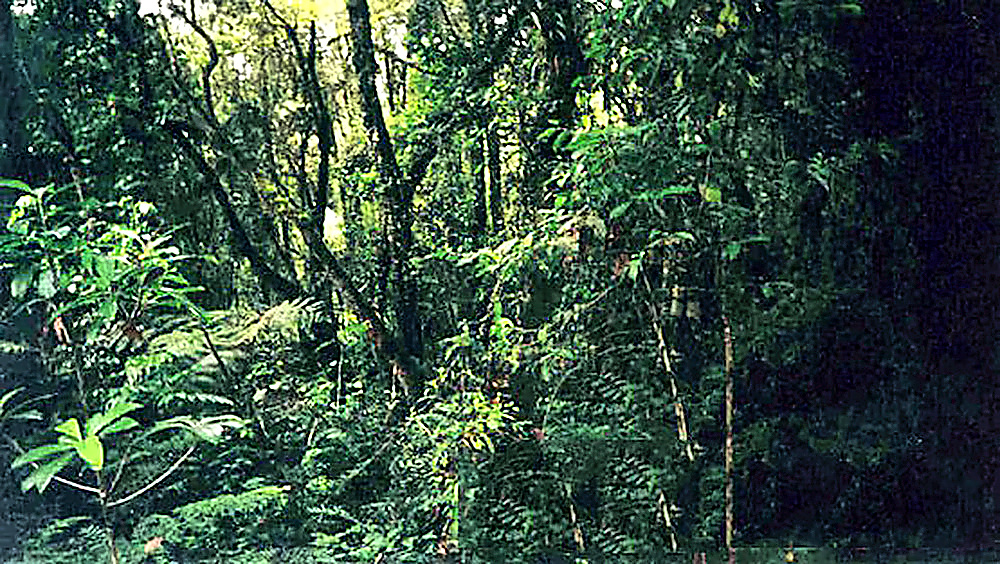 Kilimanjaro Rainforest Rainforest on Mount Kilimanjaro