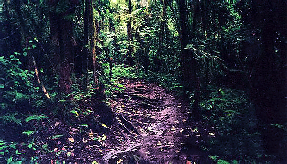Kilimanjaro Trail Hiking trail on Mount Kilimanjaro