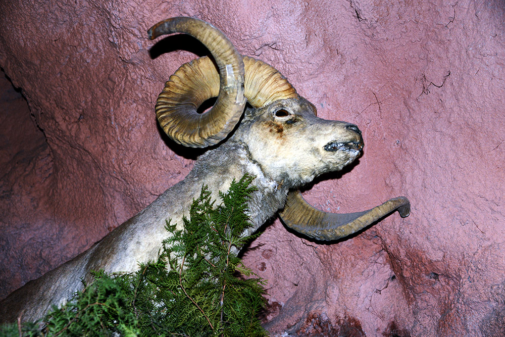Natural History Display in the Cave Museum Preserved animal specimen displayed inside the Sulaiman-Too Cave Museum