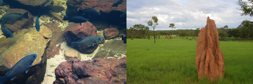 Waterfalls and tropical wilderness in Litchfield National Park, Northern Territory