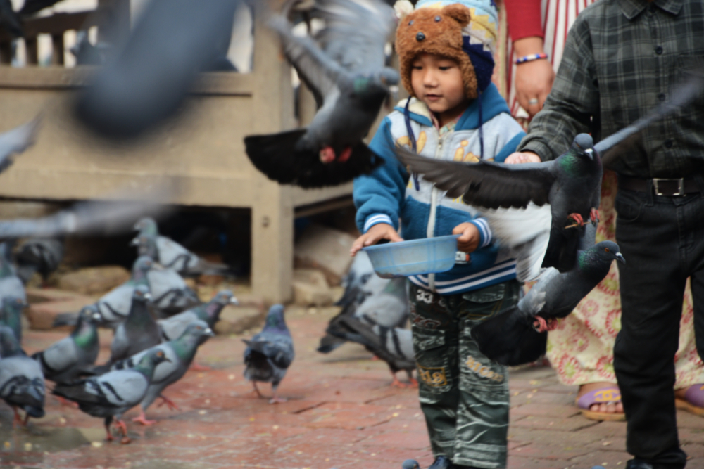 Nepali boy feeding pigeons in Kathmandu Durbar Square