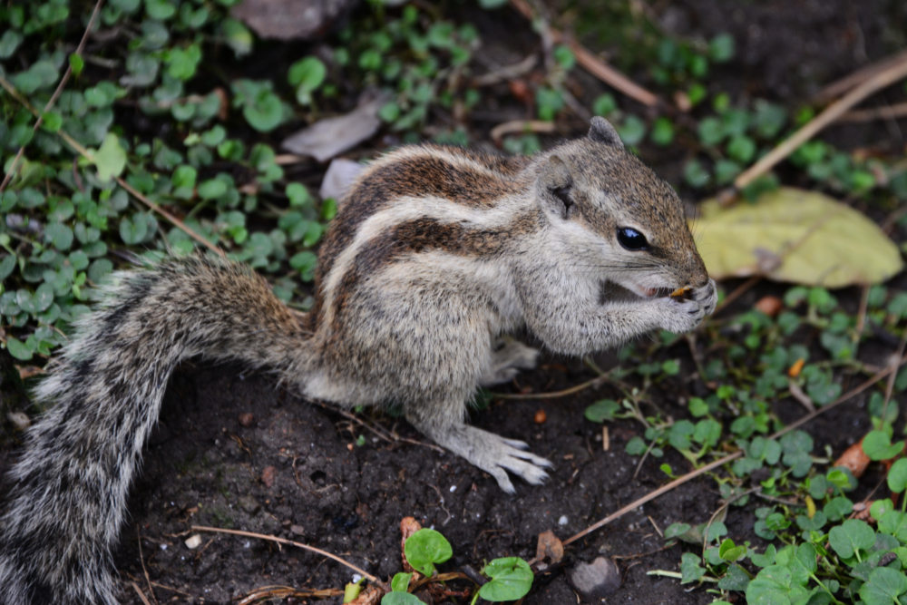 Squirrel in the landscaped grounds of Kathmandu's Garden of Dreams