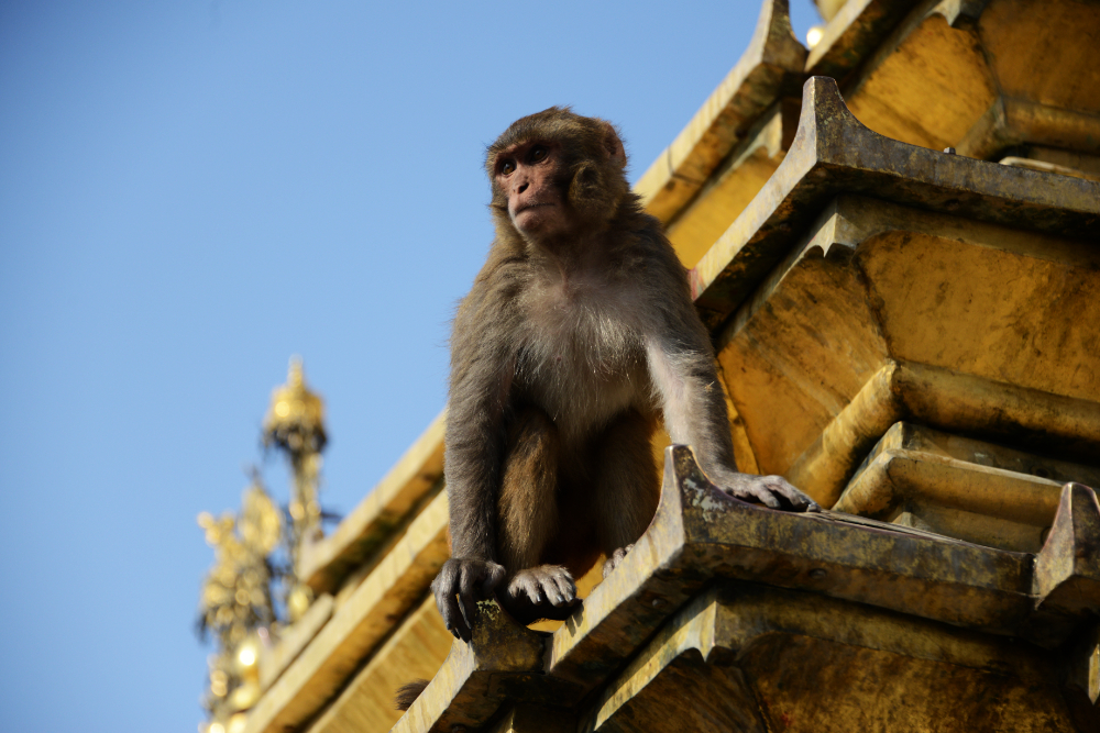 Monkey at Swayambhunath Temple in Kathmandu, Nepal