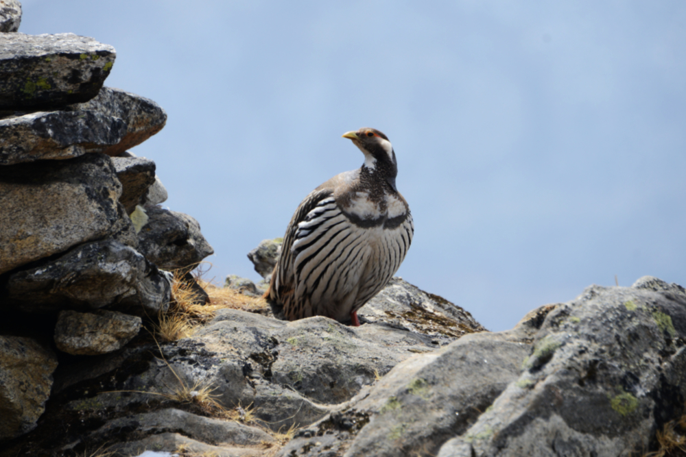 Wild Himalayan bird photographed near Dingboche in Nepal