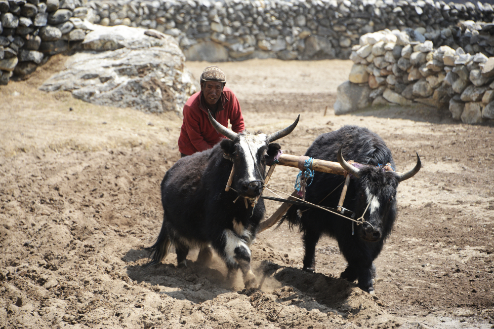 Local farming and village life in Dingboche, Nepal