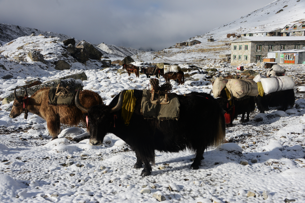 Himalayan yaks carrying supplies near Lobuche on the Everest Base Camp trail